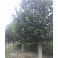 供應(yīng)綠化苗木法桐、白蠟、合歡、國槐、龍爪槐、火炬樹、欒樹、榆