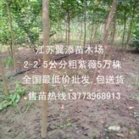 什么苗越大越值錢(qián)兩公分紫薇放苗圃最合適