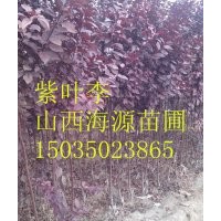 山西海源苗圃紫葉李價格紅葉李圖片紫葉李哪里有山西紫葉李