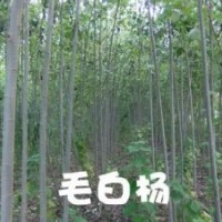 毛白楊山西毛白楊價格2-3公分毛白楊3-5公分毛白楊6-7公分毛白楊
