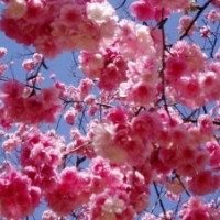 阿里山櫻花