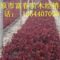開原紫葉風(fēng)箱果 遼寧紫葉風(fēng)箱果價(jià)格 東北紫葉風(fēng)箱果小苗哪里賣