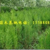 提供黑松苗 油松苗 側(cè)柏苗