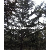 本基地常年供應(yīng)1-80公分銀杏實生苗5-80銀杏嫁接苗