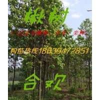 楸樹(shù) 合歡 欒樹(shù)