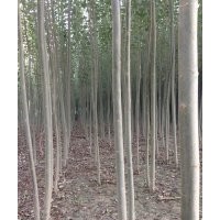 苗木出售新疆楊、胡楊、垂柳、饅頭柳、野生紅柳、沙棗苗、國槐、
