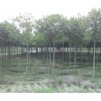成都高桿桂花，成都高桿桂花價(jià)格