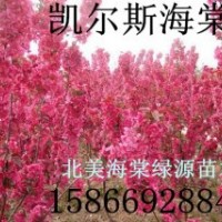 凱爾斯海棠，西府海棠，冬紅海棠，紅麗海棠