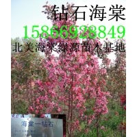 鉆石海棠，紅瑪瑙海棠，俏佳人海棠，珠穆朗瑪海棠