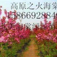 高原之火海棠，大葉北美海棠，舞美海棠
