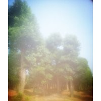 苗木基地，專供多桿香樟