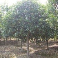 供應(yīng)桂花，紅花繼木、梔子花、十大功勞、劍麻等