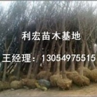 天津3公分造型法桐價(jià)格行情
