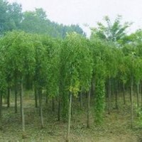 大量國槐、龍爪槐、金葉槐、金葉女貞球、速生法桐供應(yīng)中