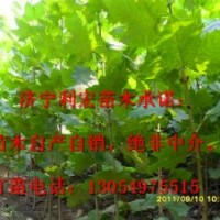 供應(yīng)山東濟(jì)寧20公分造型法桐最新技術(shù)培訓(xùn)