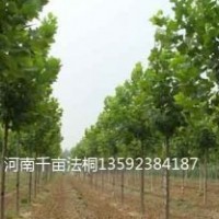 河南法桐基地，二年生法桐，三年生法桐，四年生法桐，各種規(guī)格法