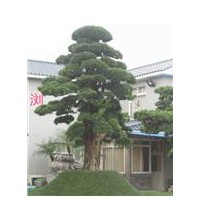 紅葉石楠扦插苗、桂花樹、八月桂花小苗、丹桂小苗、大杜英、紅花