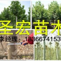 18公分全冠法桐價格處理山東泰安15公分法桐報(bào)價