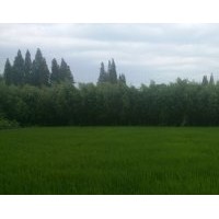 9公分柳樹價(jià)格