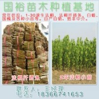 供應(yīng)山東濟寧8-10公分裸根定桿法桐小苗山東價格