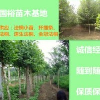 山東東營低價出售法桐扦插條1公分小苗價格表