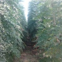 大量出售欒樹、國槐、白蠟