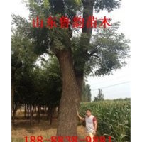 哪里國槐便宜哪里有賣法桐樹苗的