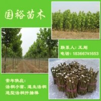 河北廊坊大量出售米徑1米速生法桐小苗最新價(jià)格