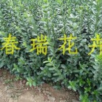 50公分扶芳藤