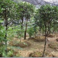 5公分茶梅