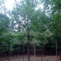 白蠟價(jià)格_白蠟_哪家白蠟好