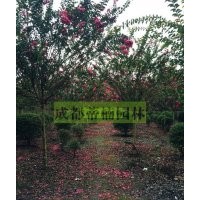 10公分紫薇 成都10公分紫薇 10公分紫薇報(bào)價(jià)