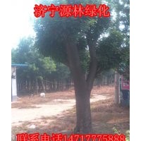 國(guó)槐樹_國(guó)槐小苗_國(guó)槐價(jià)格_國(guó)槐報(bào)價(jià)_速生國(guó)槐產(chǎn)地_金枝國(guó)槐基地