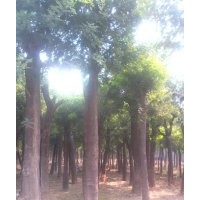 國(guó)槐_國(guó)槐價(jià)格_國(guó)槐樹_速生國(guó)槐_國(guó)槐樹圖片