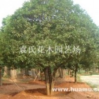 供應(yīng)精品桂花，歡迎采購(gòu)