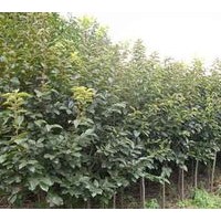 3公分柿子樹大量出售、低價(jià)優(yōu)惠供應(yīng)柿子樹