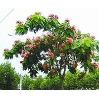 榕花樹 又名合歡樹，夜合花