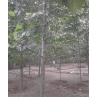 8公分速生法桐