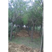 秋季國槐價格