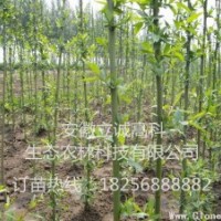 竹柳3號，高峰竹柳，美國竹柳，快繁種苗