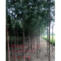 毛白楊、107速生楊、北欒苗、速生國槐