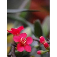 西府海棠成品苗，西府海棠芽苗，西府海棠根接苗及公分苗