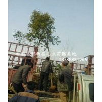 安徽高桿女貞、高桿女貞價格、大葉女貞供應(yīng)商
