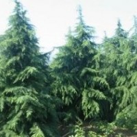 供應秋季工程苗木：雪松、蜀檜、小葉女貞，量大價低，歡迎來電咨