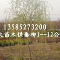 大量供應(yīng)1--15公分垂柳、金絲柳、直柳、饅頭柳