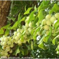 銀杏樹(shù)