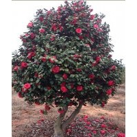 茶花、山茶花、大茶花供應(yīng)