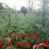 【南京楊兵苗圃】雪松廣玉蘭女貞紅葉石楠