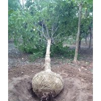 供應(yīng)苗木主營(yíng) 1-3年帽法桐，大骨架法桐，造型法桐，彎法桐，速生