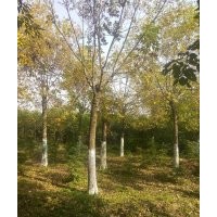 常年供應(yīng)綠化苗木杜仲、大葉垂榆、金葉榆、絲綿木、黃櫨、柿子樹